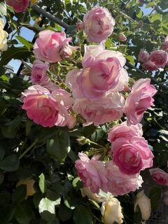 IMG_5405