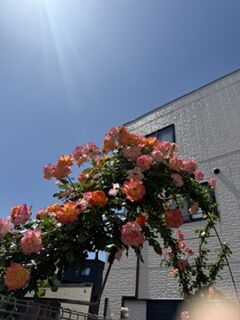 IMG_5406