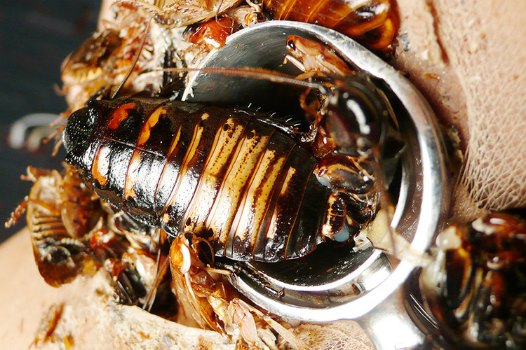 The cockroach in cruel disgraceful behavior and liquid state : GENKI OFFICI...