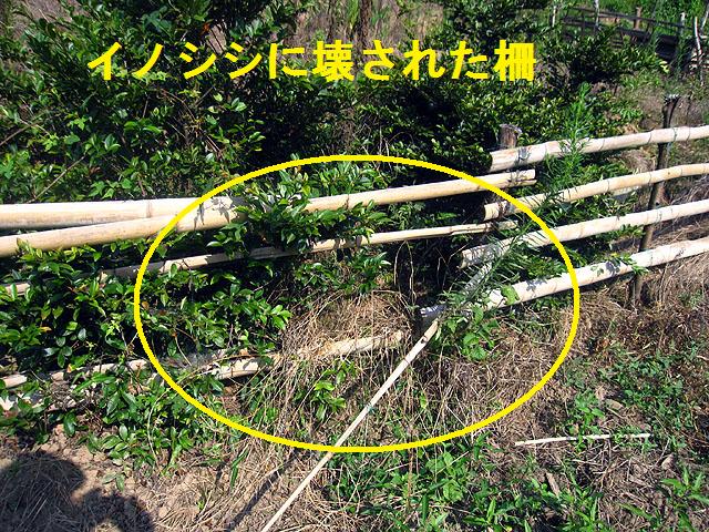 週末菜園 またイノシシに柵を破られました 晴耕雨読 僕は頑張らない