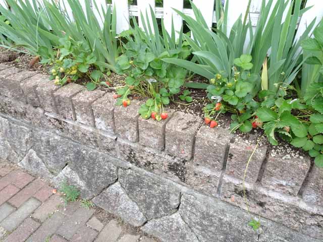 5月22日 道路際の花壇に植えているイチゴが幼稚園児を刺激しています 久しぶりに畑に行きました トマトとキュウリと豆類の手入れをしました 晴耕雨読 僕は頑張らない