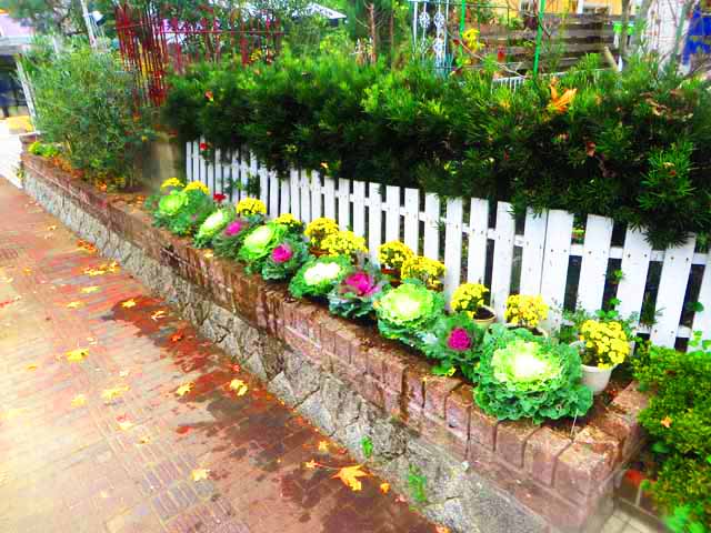 11月17日 道路側の花壇に葉牡丹を植えました 晴耕雨読 僕は頑張らない 11月17日 道路側の花壇に葉牡丹を植えました 晴耕雨読 僕は頑張らない
