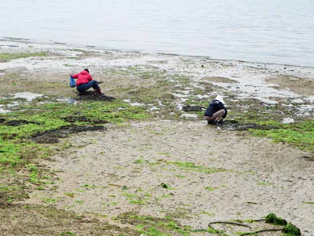 4月 安芸の宮島の潮干狩り 貝掘り 風景 晴耕雨読 僕は頑張らない 4月 安芸の宮島の潮干狩り 貝掘り 風景 晴耕雨読 僕は頑張らない