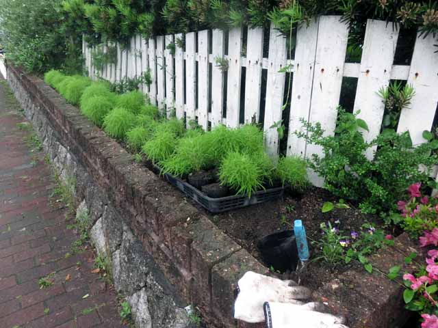 6月12日 道路沿いの花壇のコキアを抜きました ここには わた花 を植える予定です 晴耕雨読 僕は頑張らない