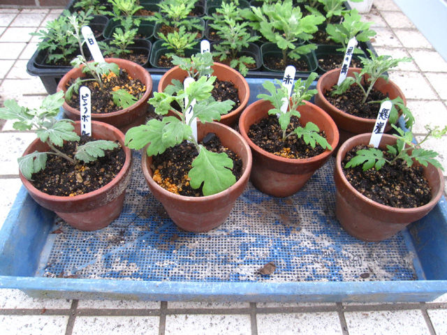 近所の菊愛好家を訪ねて 菊づくり の情報交換をしてきました 晴耕雨読 僕は頑張らない