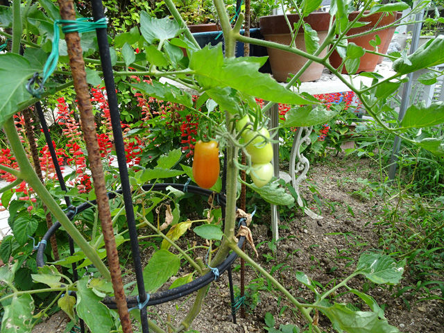 8月19日 早朝は畑で雑草刈り 昼からは庭の花壇に植えている野菜の手入れをしました 小さなゴウヤを収穫しゴウヤチャンプルを作ってもらいました 晴耕雨読 僕は頑張らない 8月19日 早朝は畑で雑草刈り 昼からは庭の花壇に植えている野菜の手入れをしました 小さなゴウヤを収穫しゴウヤチャンプルを作ってもらいました 晴耕雨読 僕は頑張らない