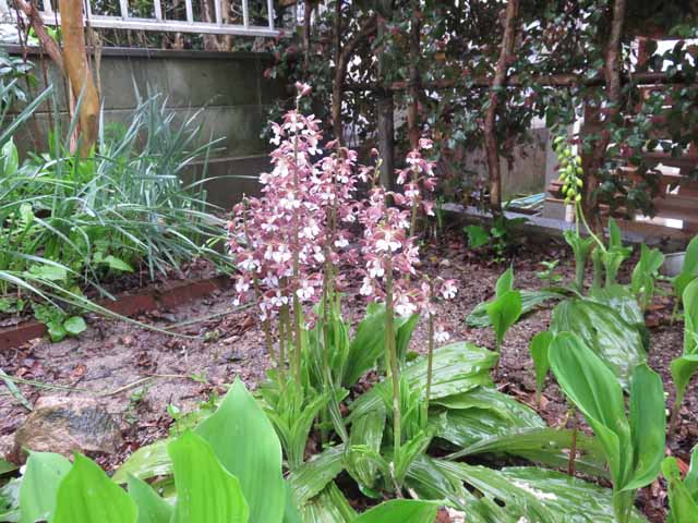 4月日 今日も一日中雨です 庭の山野草畑に咲いている花を紹介します 晴耕雨読 僕は頑張らない
