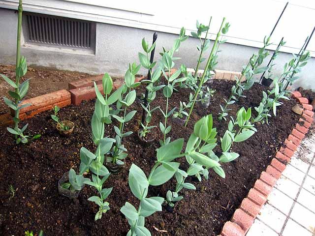 トルコキキョウを育てています ２ 晴耕雨読 僕は頑張らない