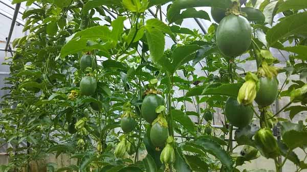 5月27日 ホームセンターで パッション フルーツの小苗 を買いました 小さな花台を作りました 今 庭に咲いている花 アマリリス クレマチス ラベンダー 晴耕雨読 僕は頑張らない