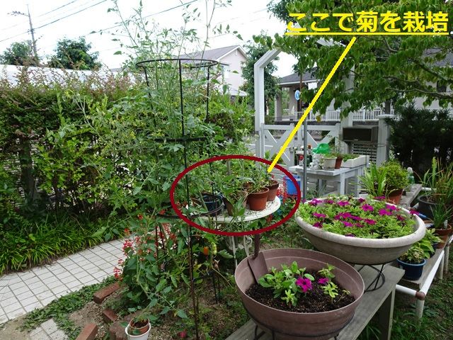 8月日 サルサミックスとサフィニアの挿し芽が順調に育っています 冬菊を植え替えました 夕ご飯は庭で花を見ながら焼き肉を食べました 晴耕雨読 僕は頑張らない
