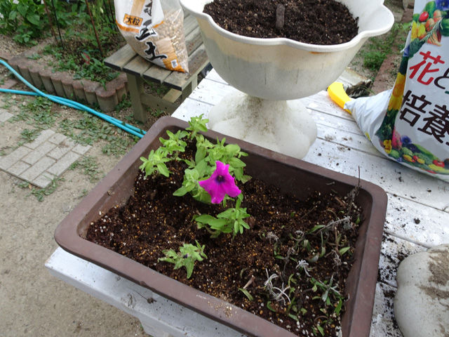 7月23日 整形外科で初めてストレッチポールを使ってみました 挿し芽をしていたサフィニアを鉢上げしました この暑さはビールを最高に美味しています 晴耕雨読 僕は頑張らない