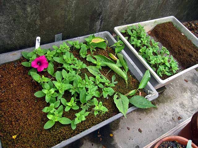 梅雨は挿し芽をする絶好のチャンスです 今年もサフィニア ペチュニアの一種 を挿し芽で増やしています 晴耕雨読 僕は頑張らない