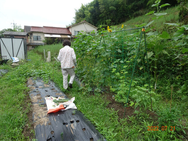 7月21日 庭のブルーベリーを摘んで畑に行きました ドキュメント スキャナーを買いました 夜は 80歳の壁 を読みました 認知症に関する和田先生の考え方に勇気をいただきました 晴耕雨読 僕は頑張らない