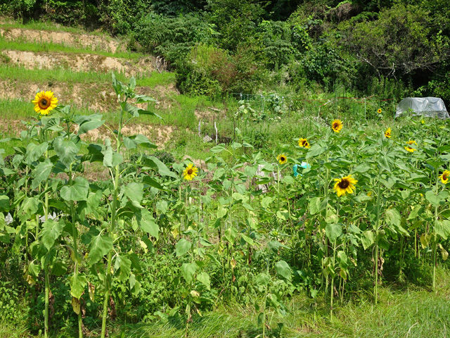 7月26日 畑のヒマワリが咲き出しました 野菜を収穫しました 自宅で育てているサギソウの一番花が咲きました ブルーベリーを収穫しました 晴耕雨読 僕は頑張らない