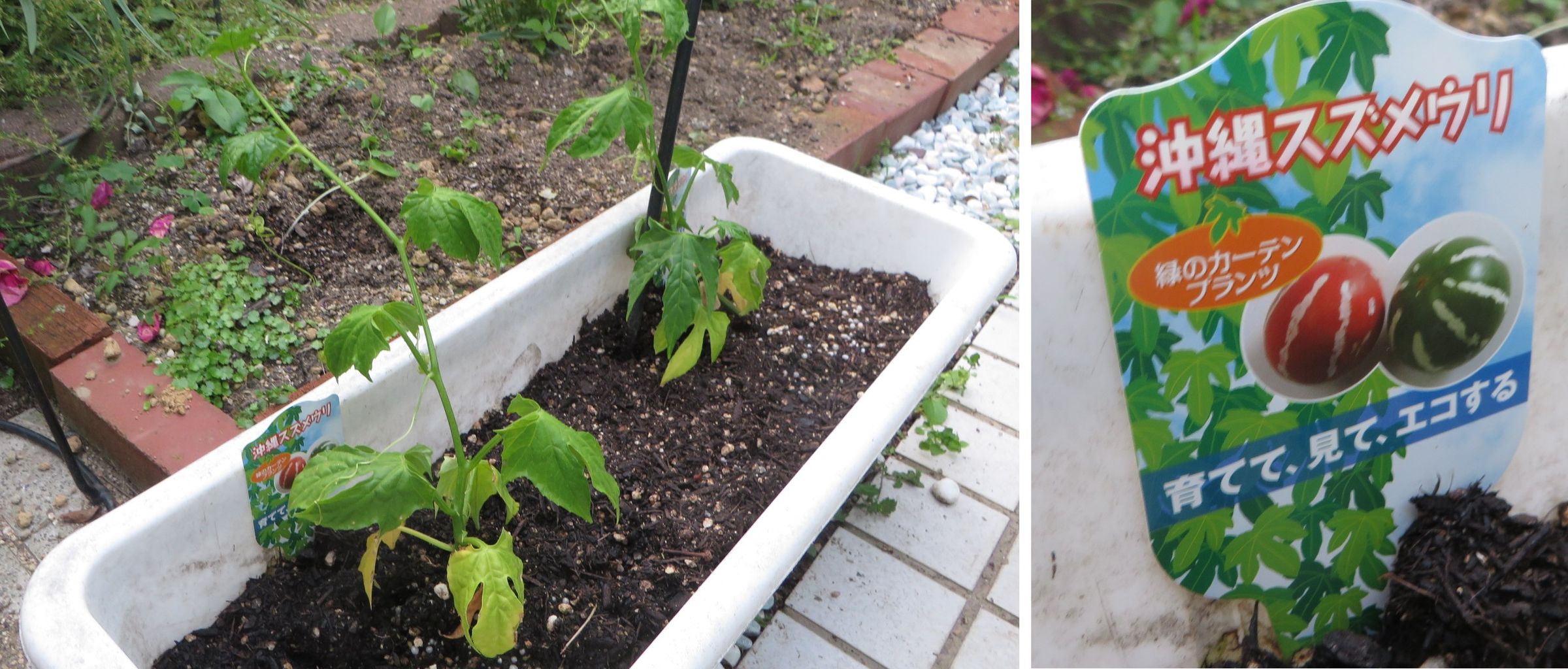 5月29日 我が家の庭 今育てている花 菊 ホウキグサ 沖縄スズメウリ トルコキキョウ ケイトウ サギソウ 晴耕雨読 僕は頑張らない