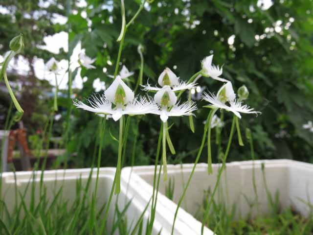 7月26日 サギソウが咲きました 晴耕雨読 僕は頑張らない
