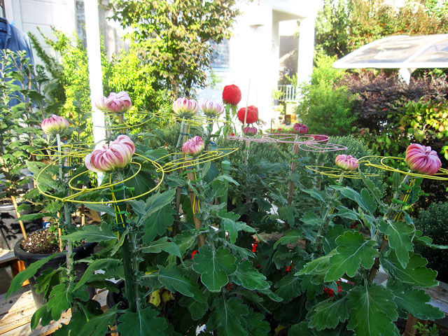 10月21日 わが家の庭 大菊の三本仕立てに輪台をつけました 晴耕雨読 僕は頑張らない
