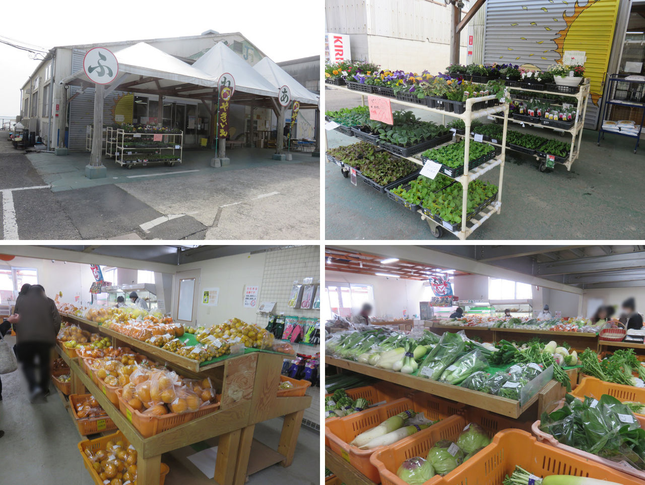 2月22日 安芸津のja芸南 ふれあい市 にいきました 畑で甘夏と椎茸を採取しました 晴耕雨読 僕は頑張らない