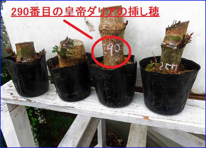 4月4日 皇帝ダリアの挿し穂から芽が出てきました 晴耕雨読 僕は頑張らない