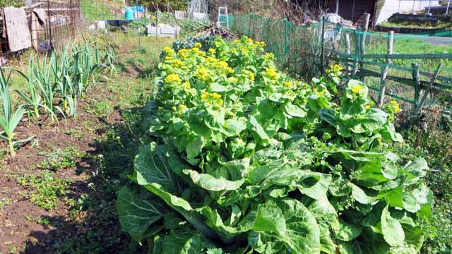 白菜の花 をテンプラで食べました 明日は和えもので食べます 短歌 白菜の 花の蕾は 柔らかき その菜を和えて 春を味わう 晴耕雨読 僕は頑張らない