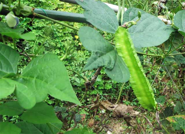 9月12日 我が家の収穫祭 晩御飯は採れたて野菜のテンプラです シカクマメ 四角豆 が美味しかった 晴耕雨読 僕は頑張らない