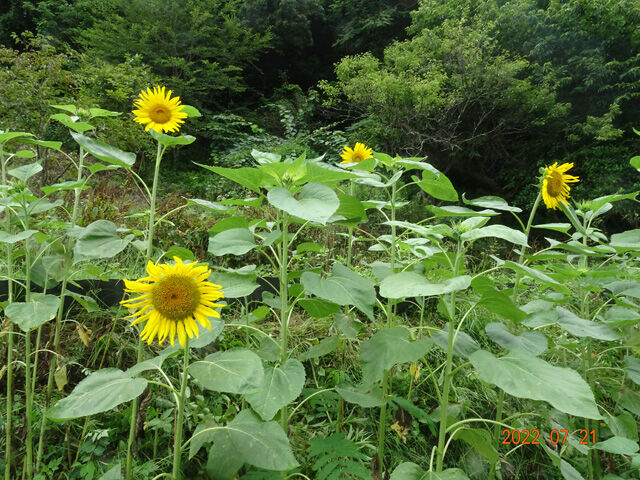 7月21日 庭のブルーベリーを摘んで畑に行きました ドキュメント スキャナーを買いました 夜は 80歳の壁 を読みました 認知症に関する和田先生の考え方に勇気をいただきました 晴耕雨読 僕は頑張らない