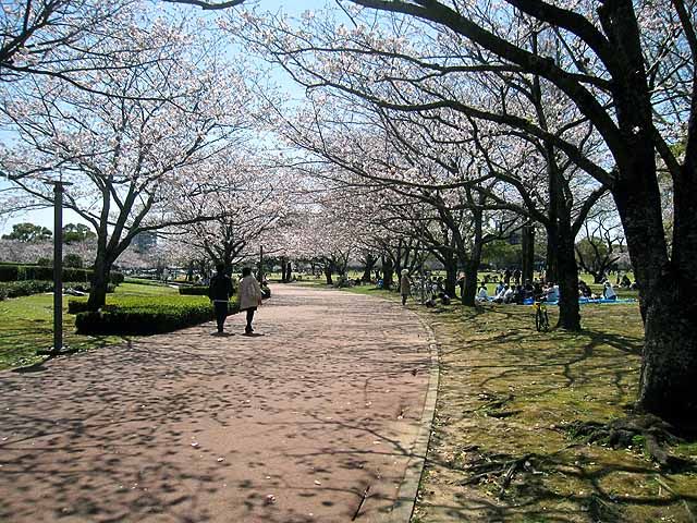 九州旅行 その４ 宮崎県総合文化公園の桜と施設 芸術劇場 図書館 美術館 晴耕雨読 僕は頑張らない
