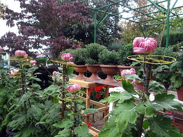 10月24日 我が家の庭 大菊の三本仕立てに輪台を取り付けまました 晴耕雨読 僕は頑張らない