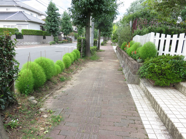 8月30日 我が家の庭 コキアがきれいです サギソウは見納めです 晴耕雨読 僕は頑張らない 8月30日 我が家の庭 コキアがきれいです サギソウは見納めです 晴耕雨読 僕は頑張らない