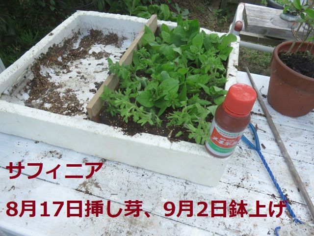 9月2日 Diy 木製のフェンスを修繕しました サフィニアとサルサミクスを鉢上げしました 晴耕雨読 僕は頑張らない 9月2日 Diy 木製のフェンスを修繕しました サフィニアとサルサミクスを鉢上げしました 晴耕雨読 僕は頑張らない