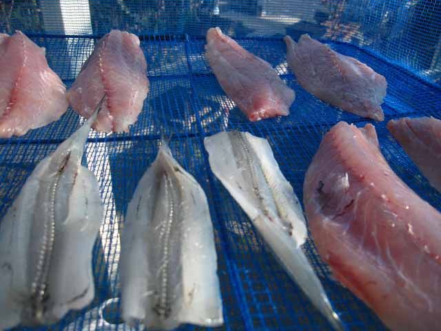サヨリが旬です 干物をつくりました 晴耕雨読 僕は頑張らない