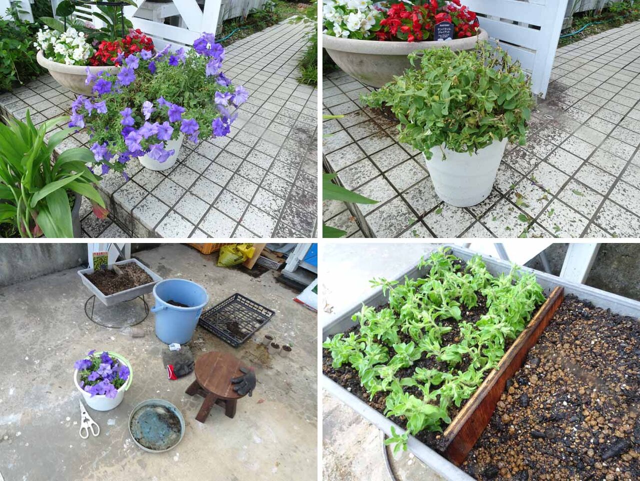 6月23日 梅雨は挿し芽をする絶好のチャンスです 今日は ミニのサフィニアと丹波の黒大豆を挿し芽しました 晴耕雨読 僕は頑張らない