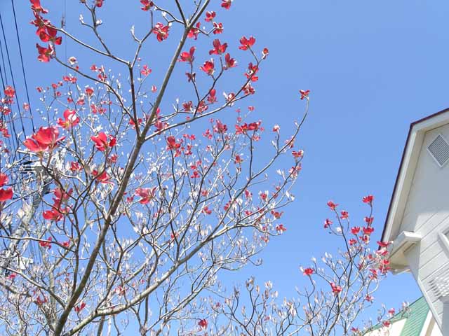 4月11日 アメリカハナミズキの花が少しづつ大きくなっています 百均ダイソーから花のタネを買ってポットに植えています 晴耕雨読 僕は頑張らない 4月11日 アメリカハナミズキの花が少しづつ大きくなっています 百均ダイソーから花のタネを買ってポットに植えています 晴耕雨読 僕は頑張らない