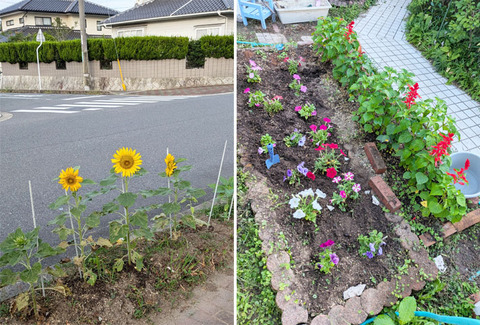 7月17日ひまわり・ペチュニア