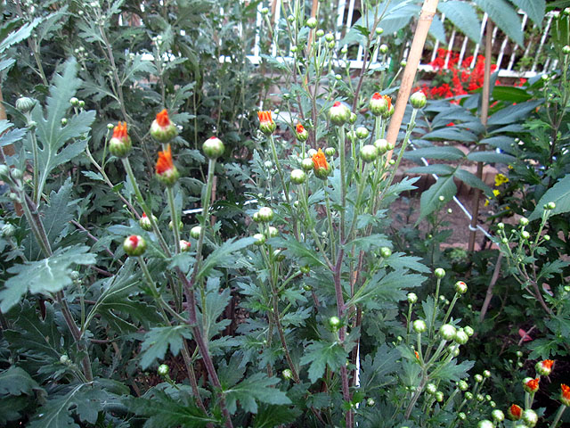 10月19日 我が家の庭 菊のこと 皇帝ダリアの蕾 そして 庭に咲いている草花で寄せ植えを作ってみました 晴耕雨読 僕は頑張らない 10月19日 我が家の庭 菊のこと 皇帝ダリアの蕾 そして 庭に咲いている草花で寄せ植えを作ってみました 晴耕雨読 僕は頑張らない
