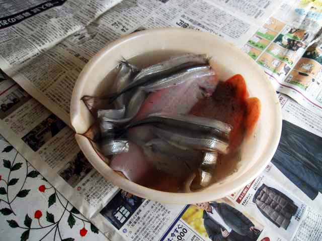 干物を作っています 連長カレイ サヨリ 晴耕雨読 僕は頑張らない 干物を作っています 連長カレイ サヨリ 晴耕雨読 僕は頑張らない