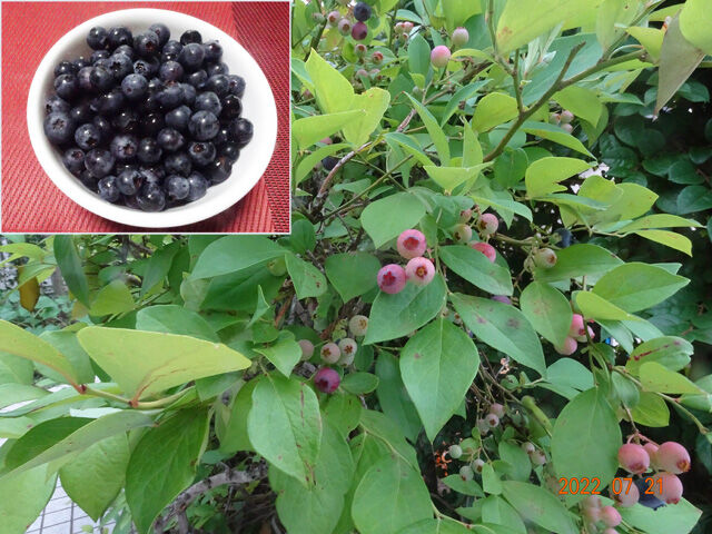 7月21日 庭のブルーベリーを摘んで畑に行きました ドキュメント スキャナーを買いました 夜は 80歳の壁 を読みました 認知症に関する和田先生の考え方に勇気をいただきました 晴耕雨読 僕は頑張らない