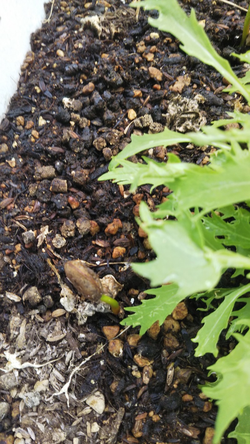 ポポーの植え替え 素人から始める野良の会