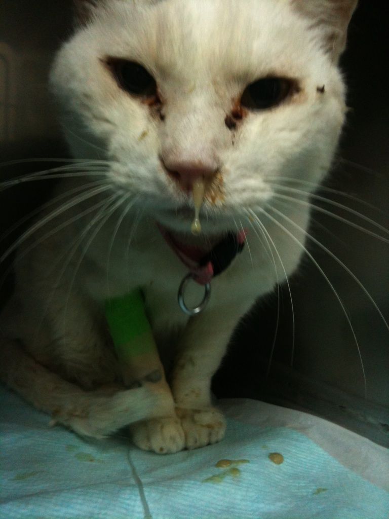 かまくら げんき動物病院院長Dr.石野のどうぶつ東洋医学のblogねこのきもち(ベネッセ)1月号/うちの猫の気持ちがわかる本(冬号)鼻水ねこのピンチくん長生きねこのきもちうちの猫のキモチがわかる本2011年春猫の甲状腺機能亢進症著者プロフィール genkivet genkivet