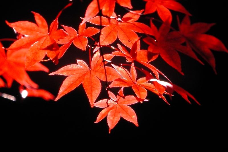 イメージ 12
