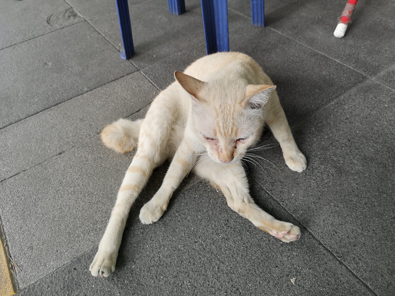 見かけた 可愛いにゃんこ 元気君のバンコク日記