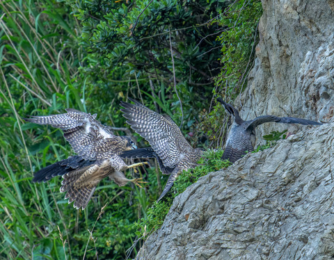 DSC09955-ARW_DxO_DeepPRIME-Enhanced