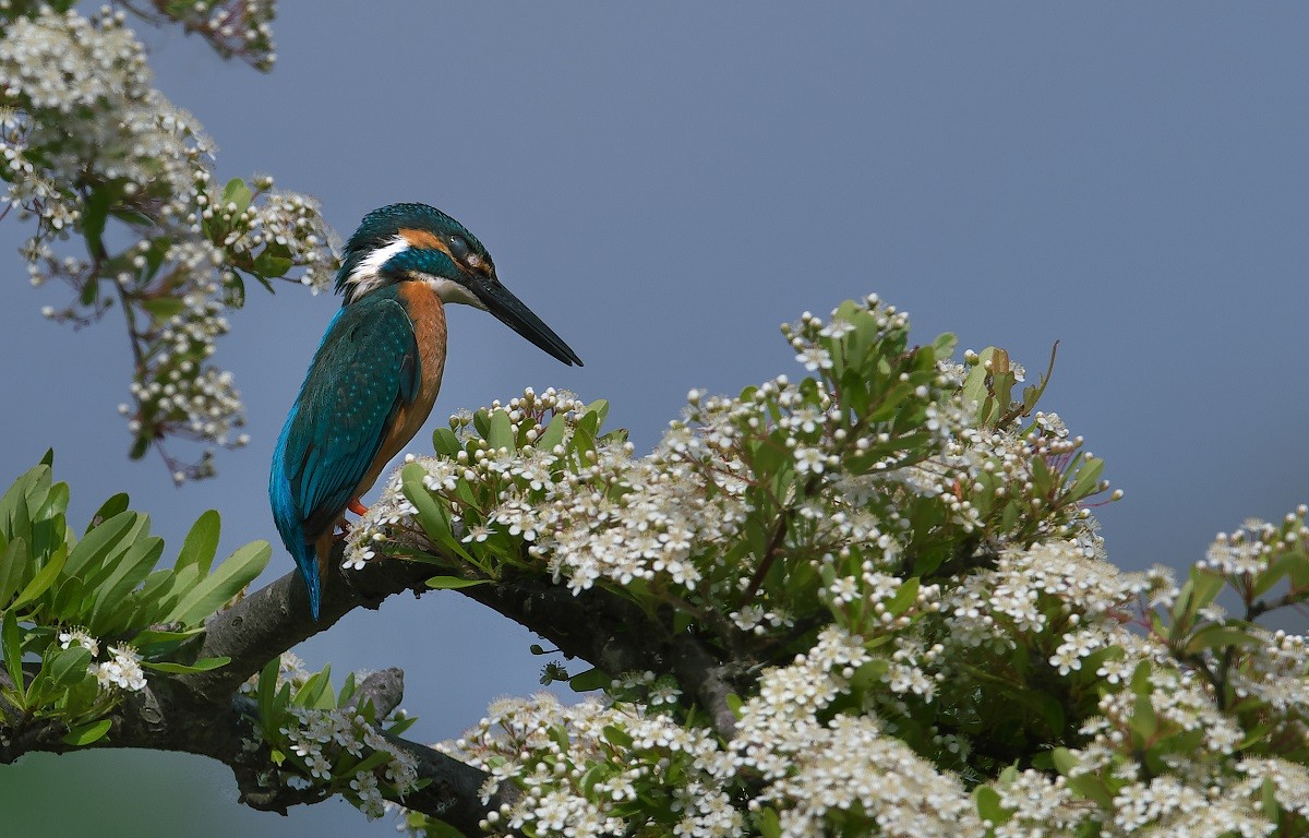 やっぱりp花カワセミ撮って来ました 露味亭のカワセミブログ
