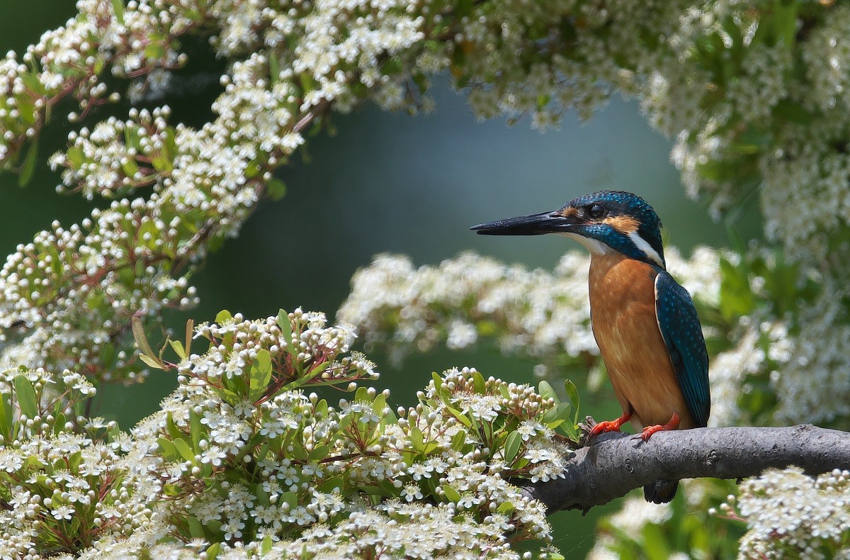 やっぱりp花カワセミ撮って来ました 露味亭のカワセミブログ