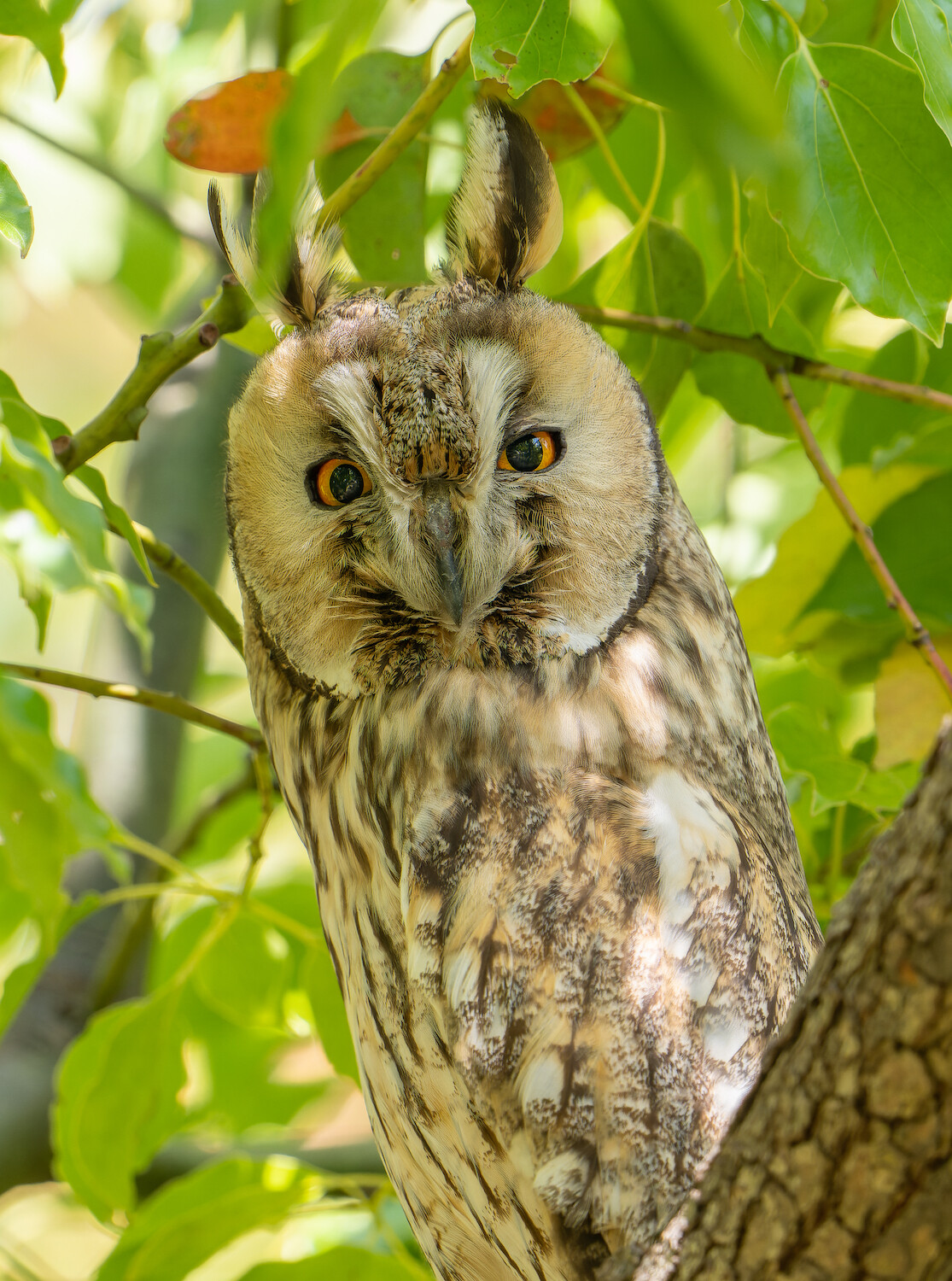 トラフズクのまだ顔の白い赤ちゃん 露味亭のカワセミブログ