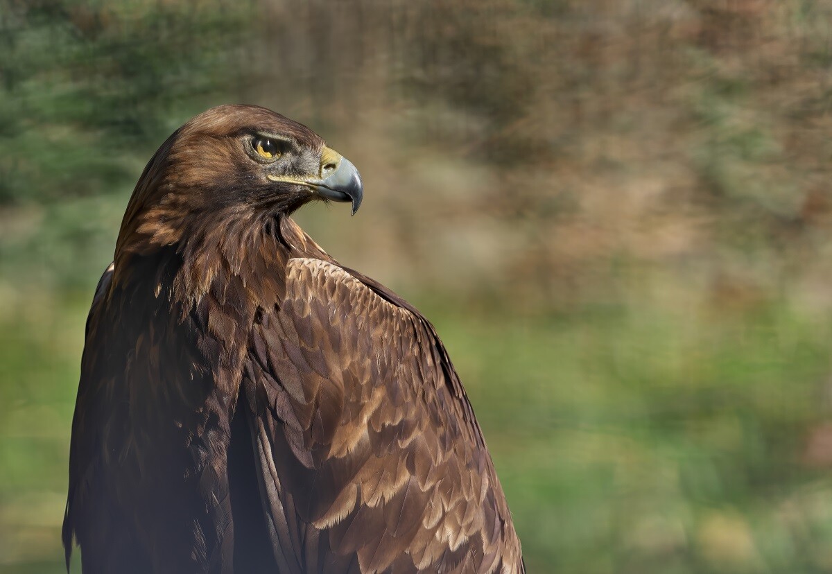 露味亭ブログ:イヌワシ in Tokyo
