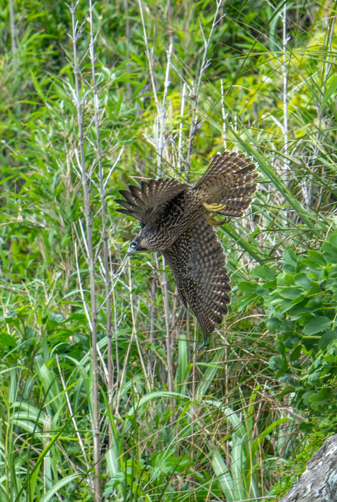 DSC02030-ARW_DxO_DeepPRIME-Enhanced