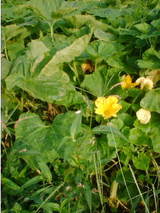 0803kabocha.JPG