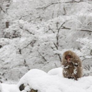 MG_0059-300x300