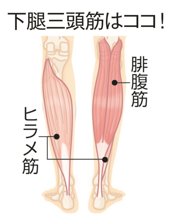 げんさんのすっきりスキー 脹脛 ふくらはぎ はあまり使わない